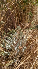 Dudleya virens