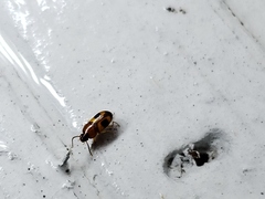Poecilocrypticus formicophilus
