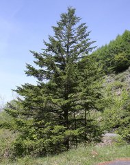 Abies homolepis