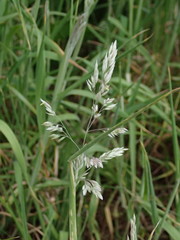 Holcus lanatus