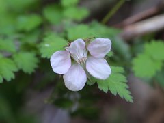 Rubus pungens