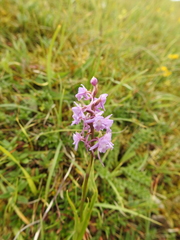 Gymnadenia conopsea