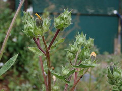 Helminthotheca echioides