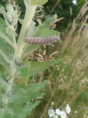 Melitaea didyma