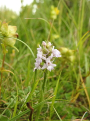 Gymnadenia conopsea