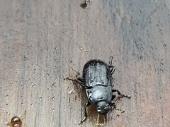 Asiopus minimus