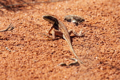 Ctenophorus isolepis