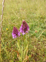 Anacamptis pyramidalis