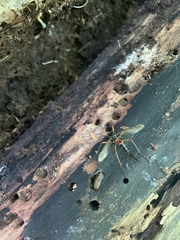 Tanyptera
