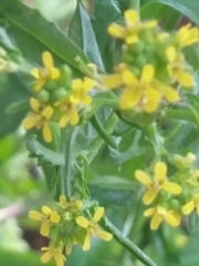 Sisymbrium officinale