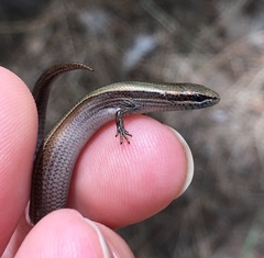 Ablepharus kitaibelii