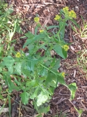 Sisymbrium officinale
