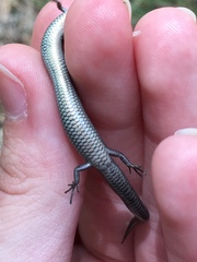Ablepharus kitaibelii