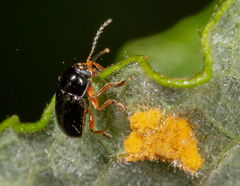 Cryptocephalus ocellatus