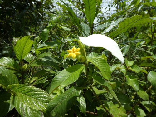 Mussaenda afzelii