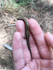 Ablepharus kitaibelii