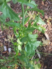 Sisymbrium officinale