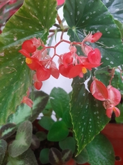 Begonia × albopicta