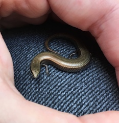 Ablepharus kitaibelii