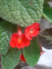 Episcia reptans