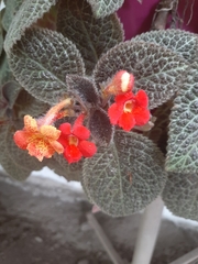 Episcia