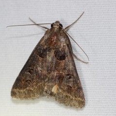 Drasteria ingeniculata