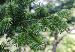 Abies homolepis