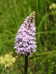 Dactylorhiza fuchsii