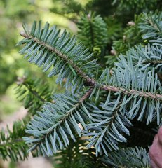 Abies homolepis