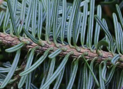 Abies homolepis