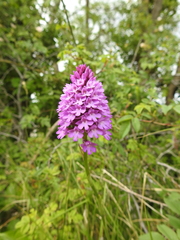 Anacamptis pyramidalis