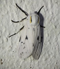 Ectypia bivittata