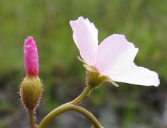 Drosera filiformis