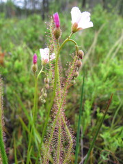 Drosera filiformis
