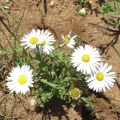 Aphanostephus skirrhobasis