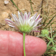 Aphanostephus skirrhobasis
