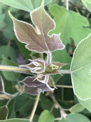 Broussonetia papyrifera