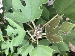 Broussonetia papyrifera