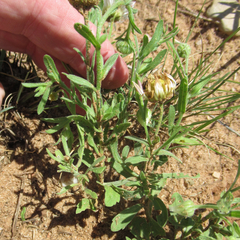 Aphanostephus skirrhobasis