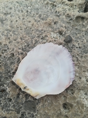 Spondylus gaederopus