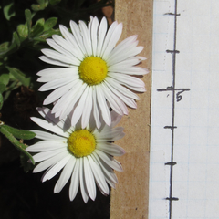 Aphanostephus skirrhobasis