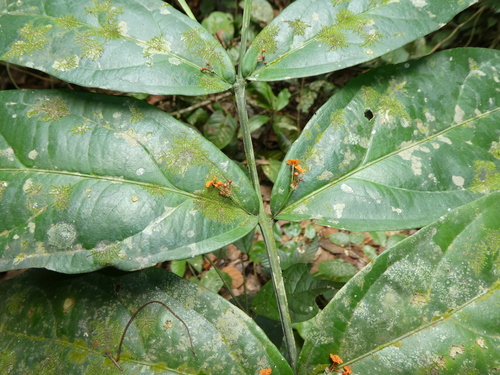 Salacia lehmbachii