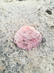 Spondylus gaederopus