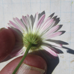 Aphanostephus skirrhobasis