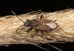 Peritrechus geniculatus