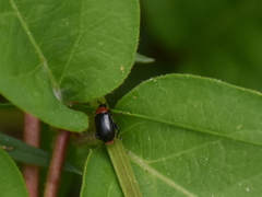 Disonycha xanthomelas