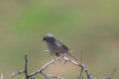 Curruca conspicillata