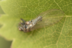 Triozidae