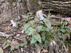 Monarda bradburiana
