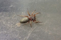 Tutelina